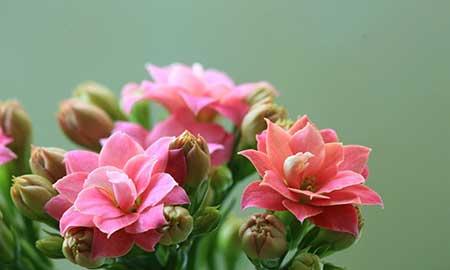 适合养在客厅的花