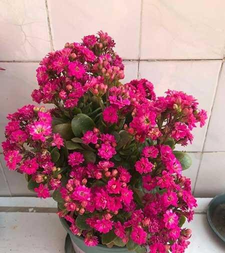 适合养在客厅的花