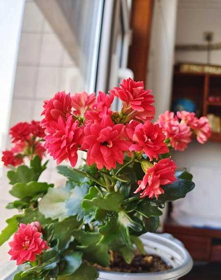 适合养在客厅的花