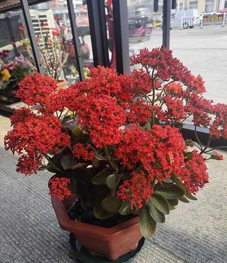 适合养在客厅的花