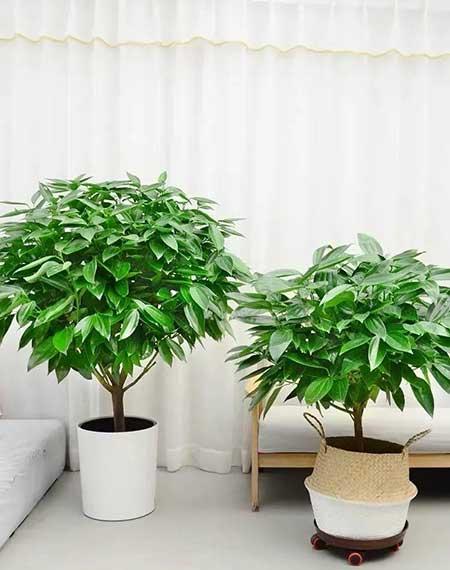 适合养在客厅的花