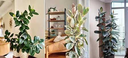 适合屋里养的花