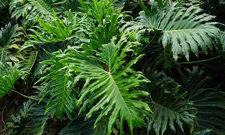 适合屋里养的花