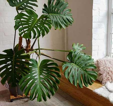 适合屋里养的花