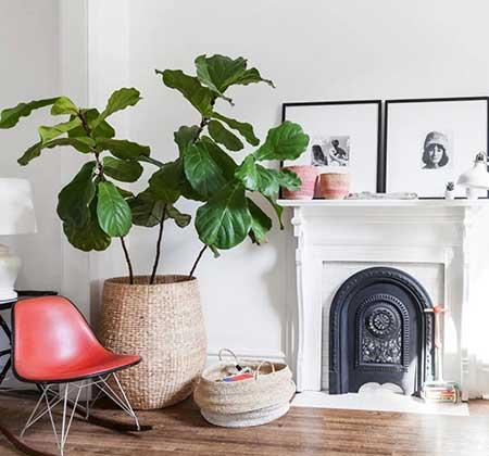 适合屋里养的花