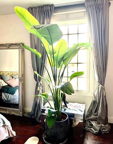 适合屋里养的花