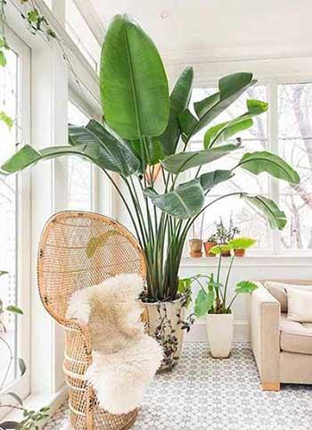 适合屋里养的花