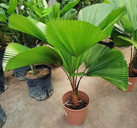 适合屋里养的花