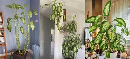 适合屋里养的花