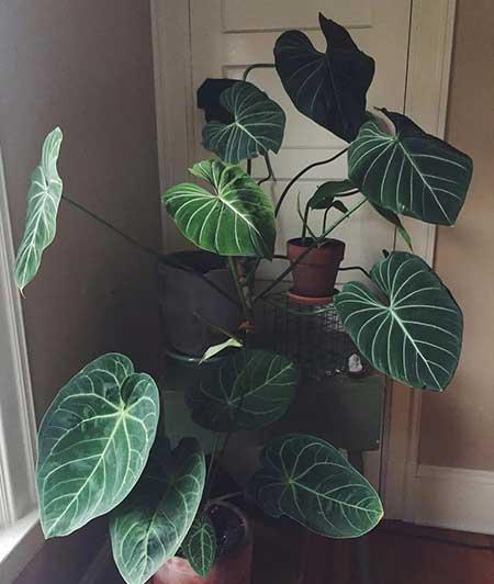 适合屋里养的花