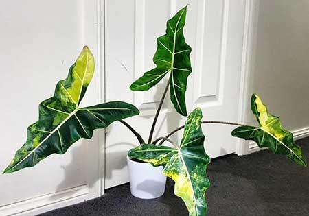 适合屋里养的花