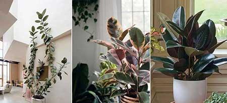 适合屋里养的花
