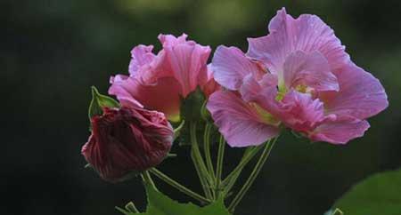 绿芙蓉绿植怎么养