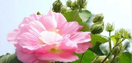 绿芙蓉绿植怎么养