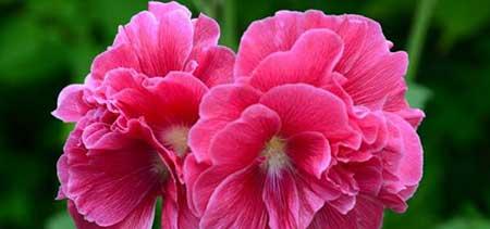 绿芙蓉绿植怎么养