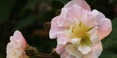 绿芙蓉绿植怎么养