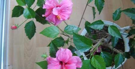 绿芙蓉绿植怎么养