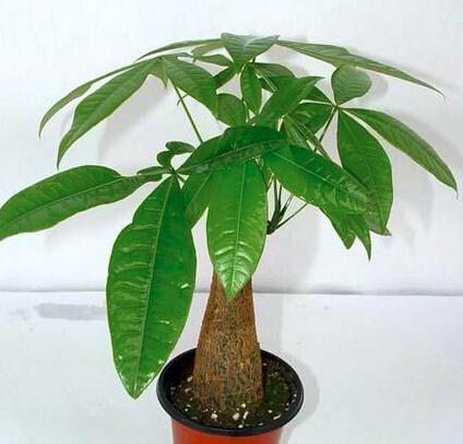 属猪的人适合养什么花