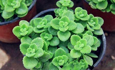 属猪的人适合养什么花