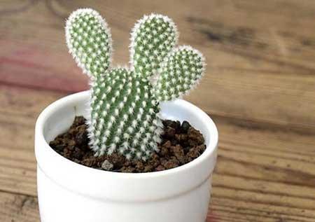 属猪的人适合养什么花