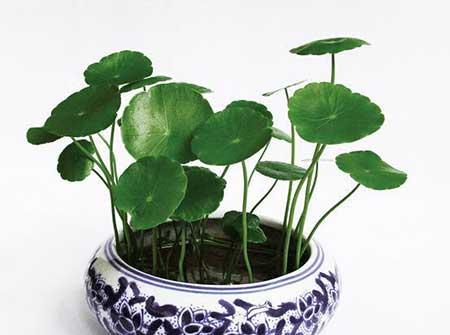 属猪的人适合养什么花