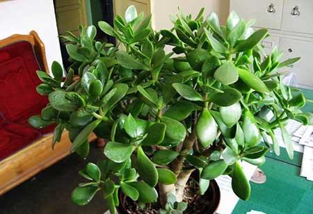 室内绿植什么最好养