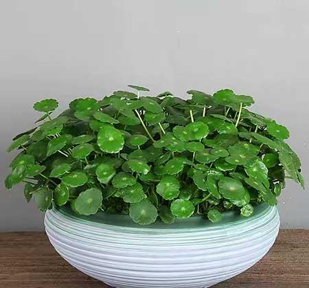 室内绿植什么最好养