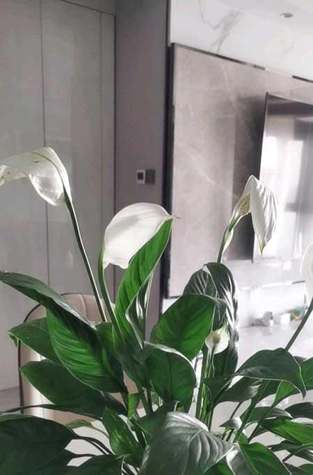 适合水里养的植物