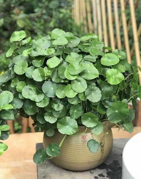 适合水里养的植物