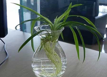适合水里养的植物