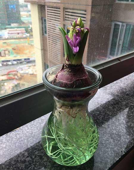 适合水里养的植物