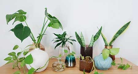 适合宿舍养的花