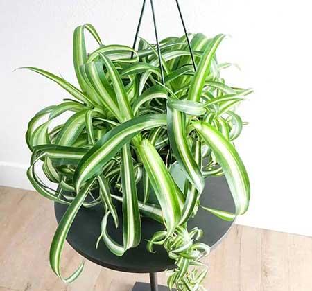 适合宿舍养的花