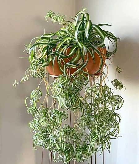 适合宿舍养的花