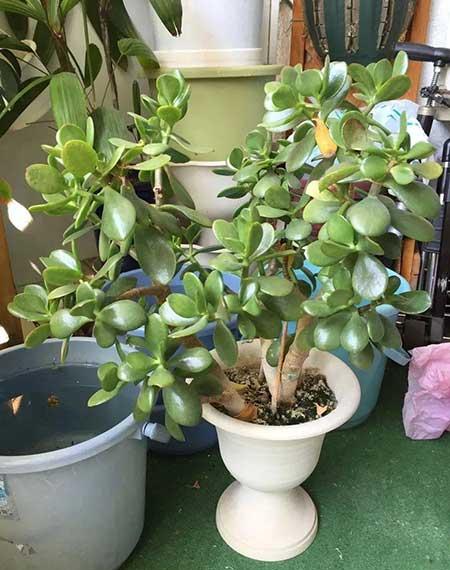 适合宿舍养的花