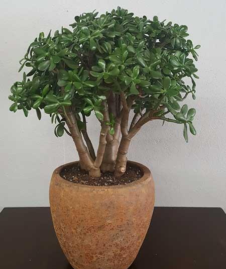 适合宿舍养的花