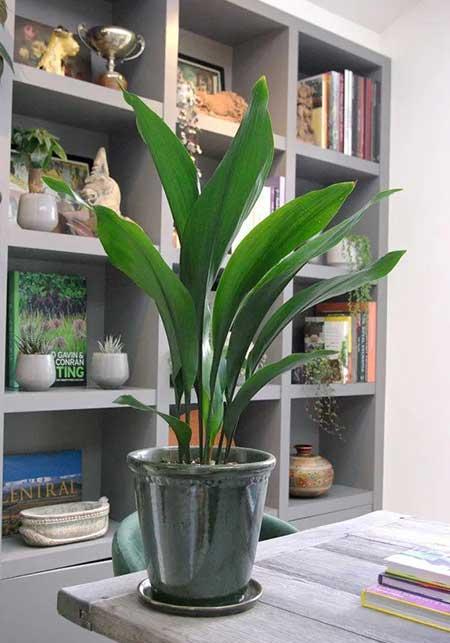 适合宿舍养的花