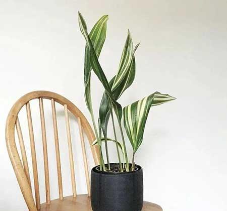 适合宿舍养的花