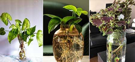 适合宿舍养的花