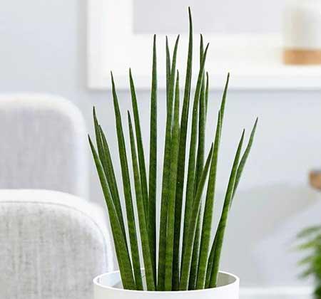 适合宿舍养的花