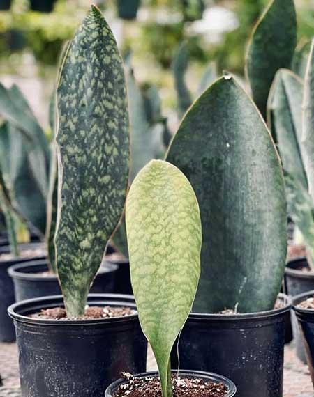 适合宿舍养的花