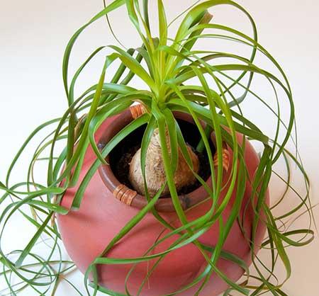 适合宿舍养的花