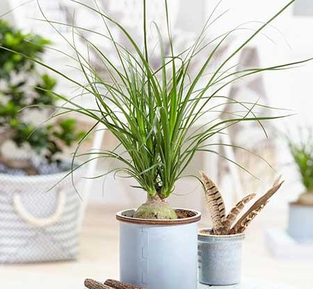 适合宿舍养的花