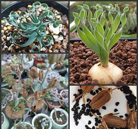 适合宿舍养的花