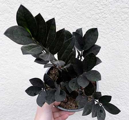 适合宿舍养的花