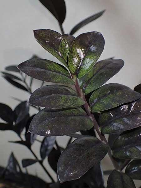 适合宿舍养的花