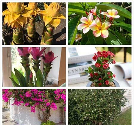 南方适合养什么花