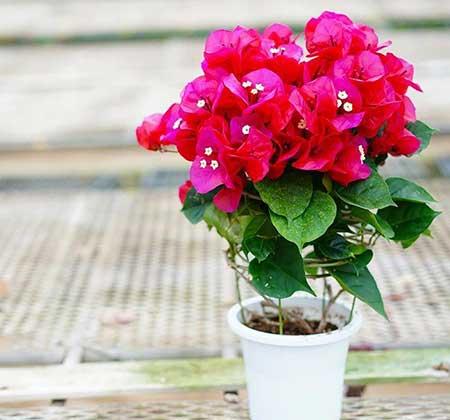 南方适合养什么花