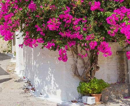 南方适合养什么花