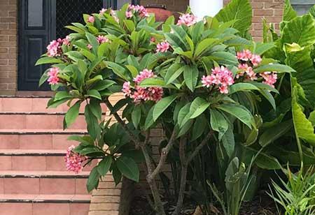 南方适合养什么花